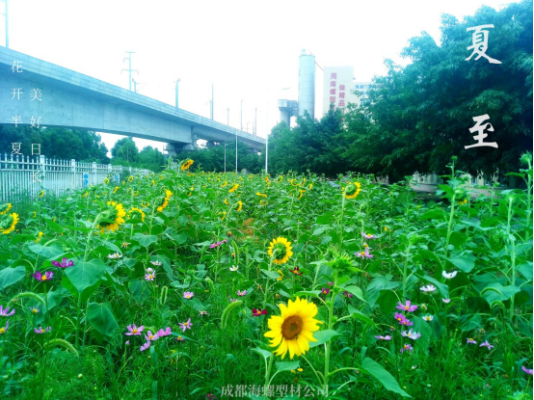 夏至｜讓我們和盛夏美景撞個滿懷(1)121