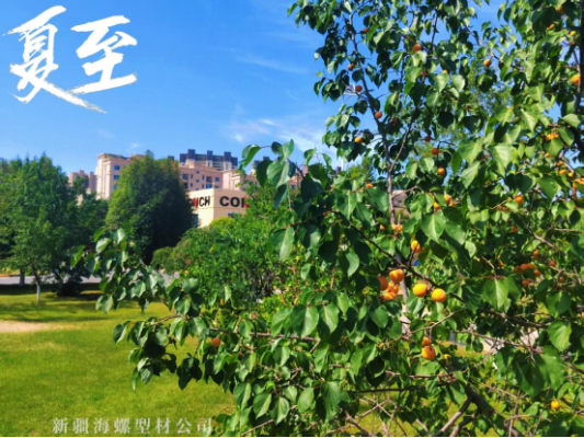 夏至｜讓我們和盛夏美景撞個滿懷(1)142